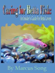 Betta Fish