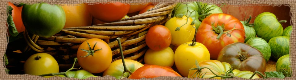 Tomatoes
